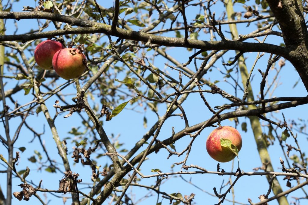 Malus domestica 'pixie' tree with bare branches and a couple of red apples hanging against a blue sky