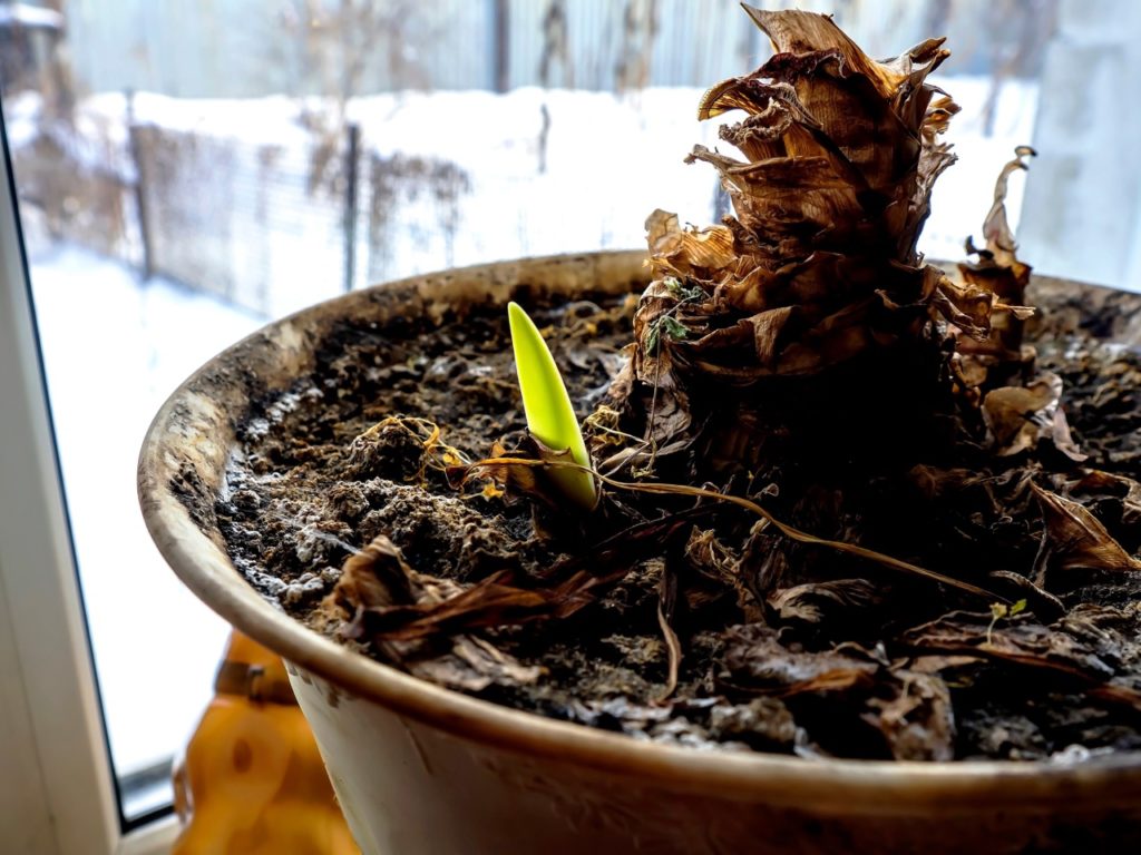 amaryllis sprouting from the soil in a large pot