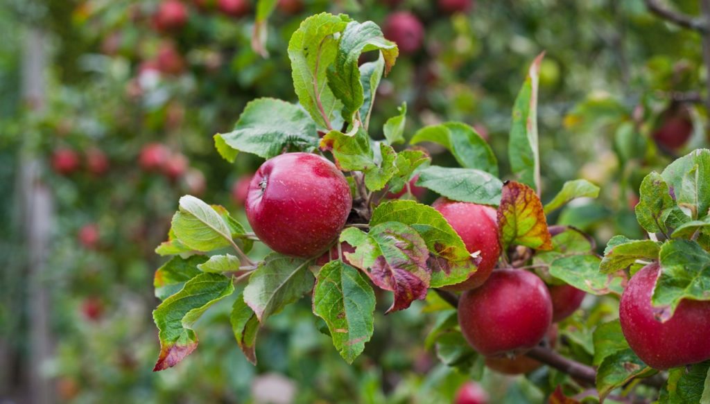 malus domestica 'red devil' tree with lots of glossy red fruits