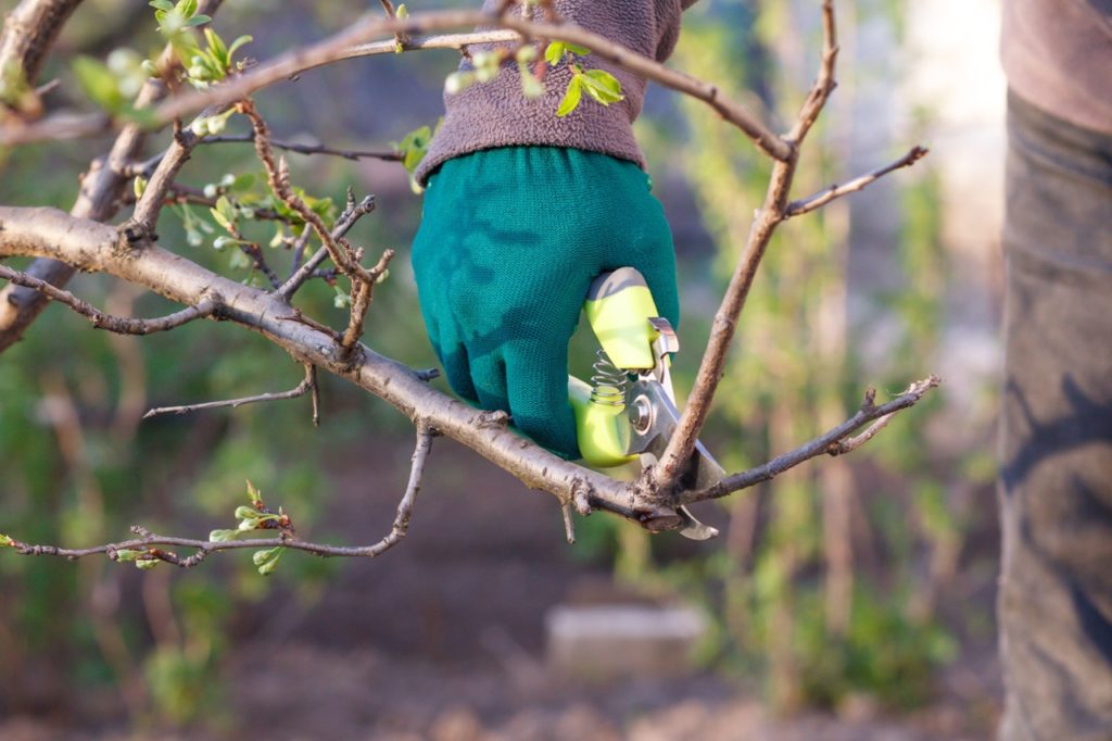 gardener using a pair of green secateurs to prune a branch from a prunus cerasifera tree
