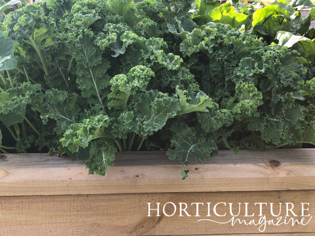 curly kale growing in a raised garden bed next to some beetroot plants