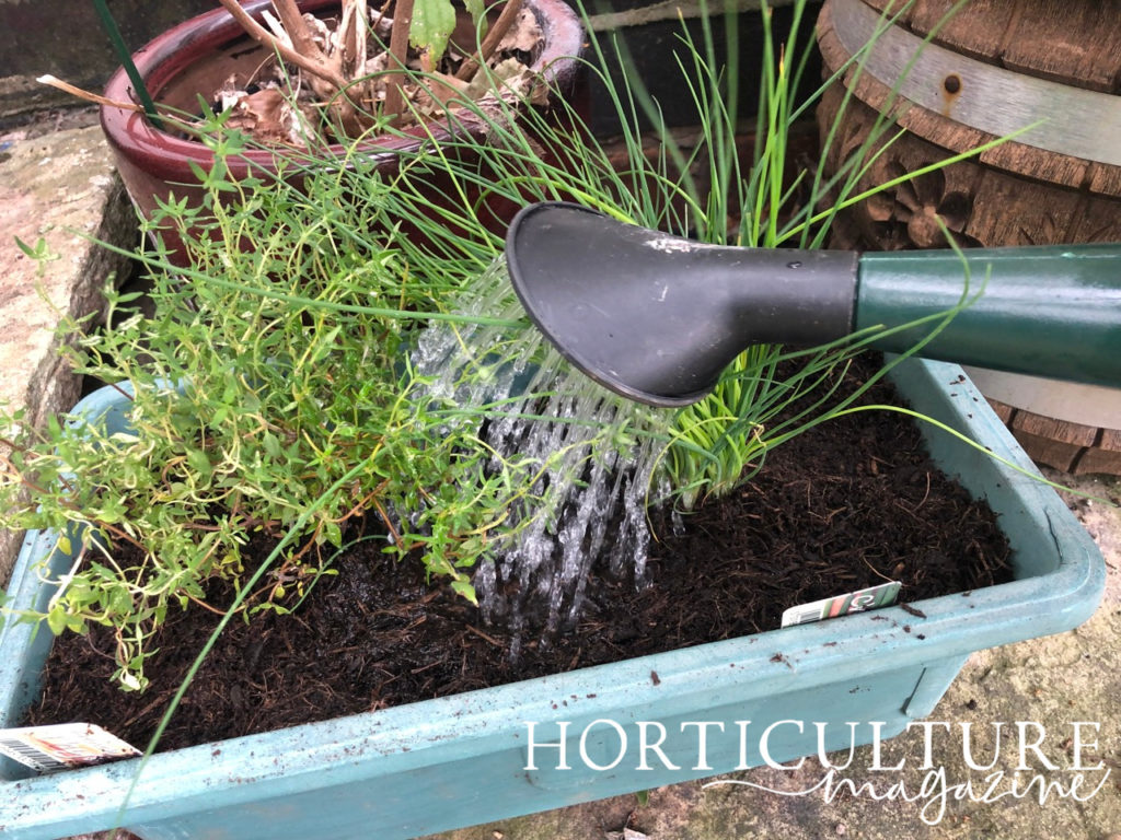 watering a container with thyme and chives growing in it