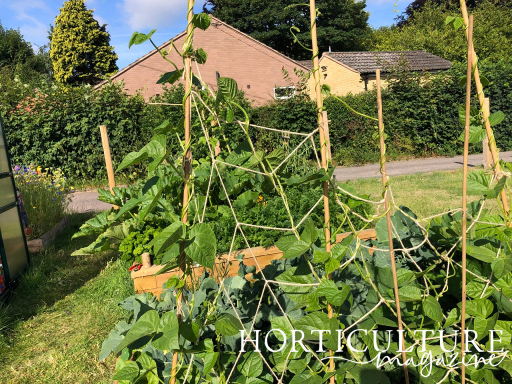 French beans growing outside in garden beds up against wooden support