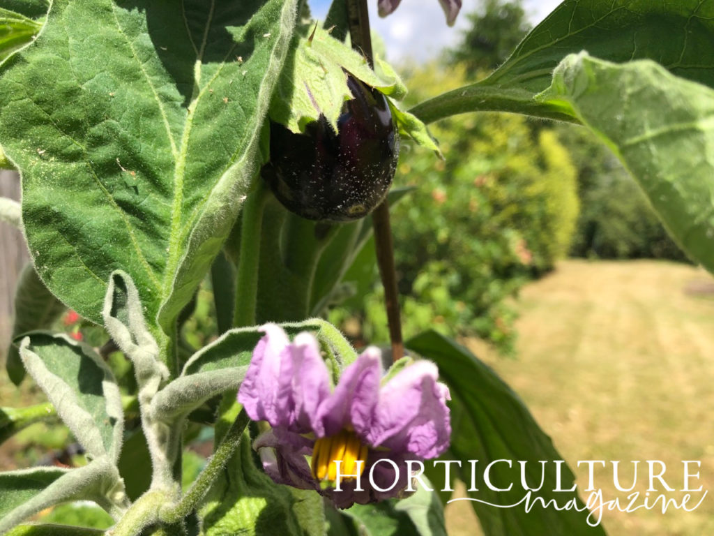 aubergine plant with a young black fruit appearing and a purple flower that has started to wilt growing outdoors