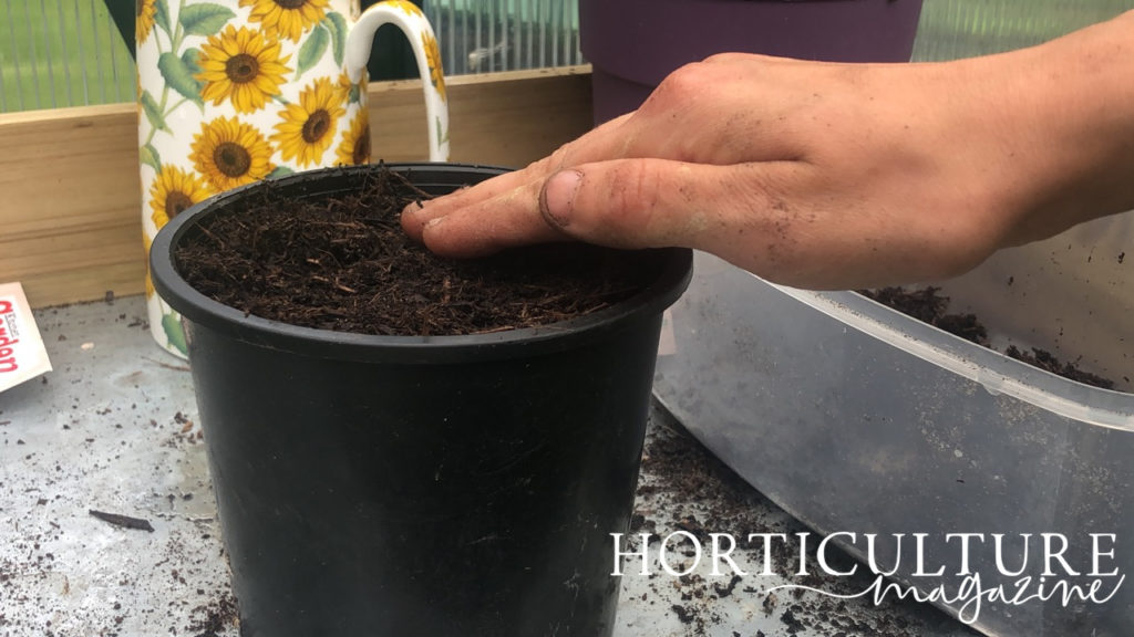 gardener patting down the growing medium in a pot where basil seeds have just been sown