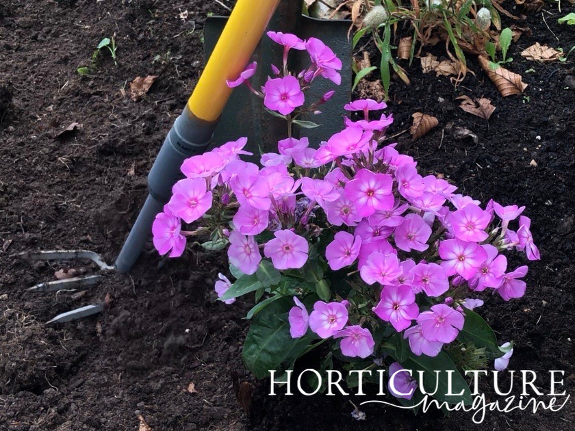 pink flowering phlox plant that has been planted into the ground outside next to a large garden tool