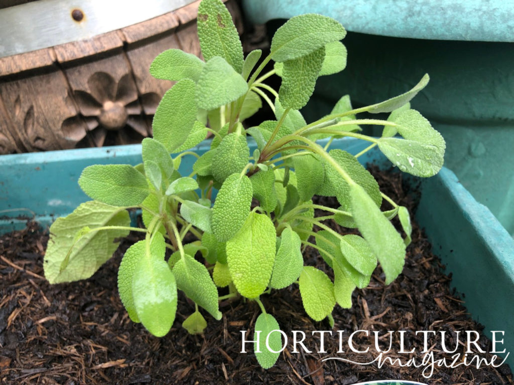sage plant with green leaves and stems after being freshly planted out