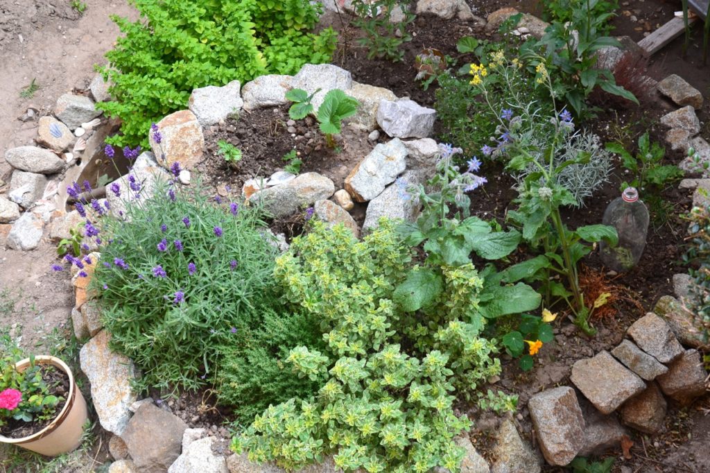 birds eye view of a spiral herb garden with various types of herbs growing in the soil