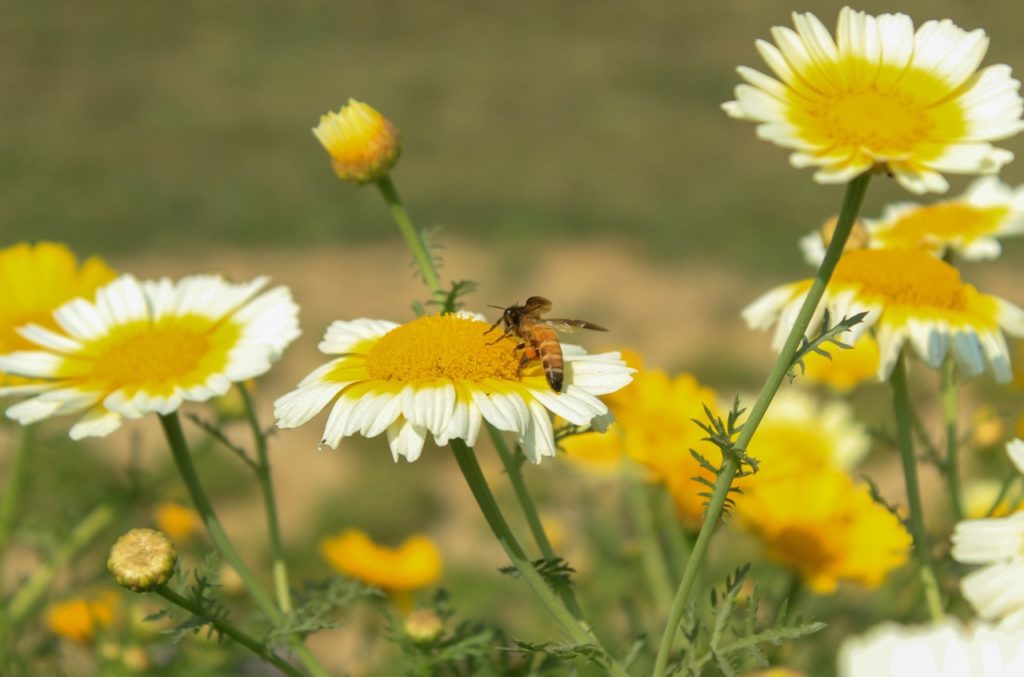 chrysanthemum plant with daisy-like flowers that have yellow centres and white petals growing outside in a field with a bee on the centre of one of the flowers