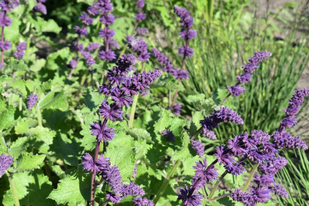 Salvia verticillata with frilly green foliage