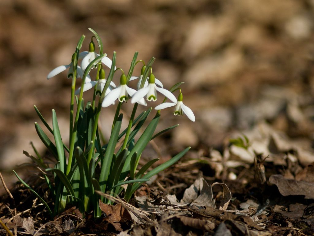 snowdrop 'green tear' plants with propellor-like white flowers and tall green stems growing from ground with many dead leaves