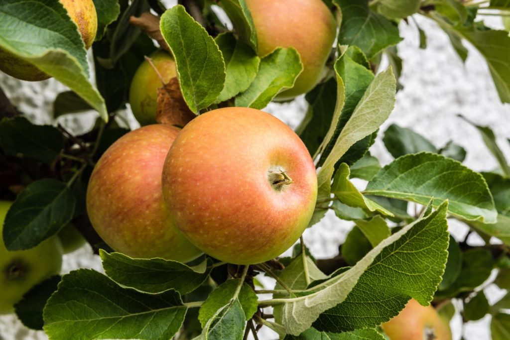 close-up of the green-orange apples on a 'ribston pippin' tree