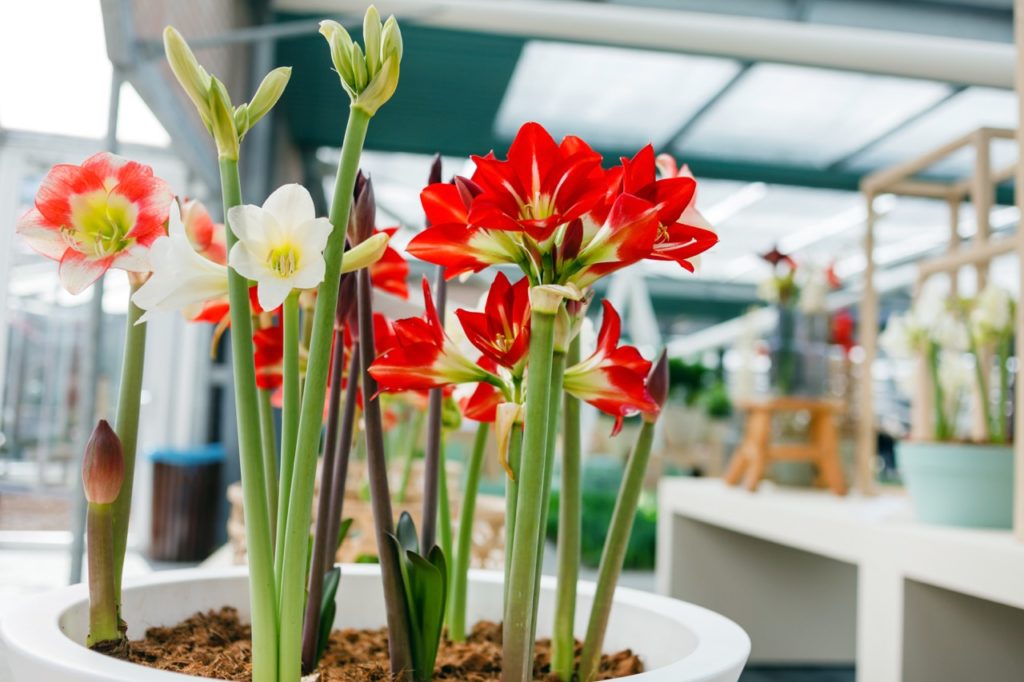 flowering amaryllis plants growing in a large white pot