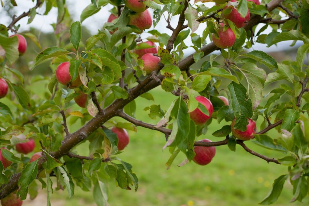 a thick branch from an apple tree 'red falstaff' covered in green leaves and red fruits