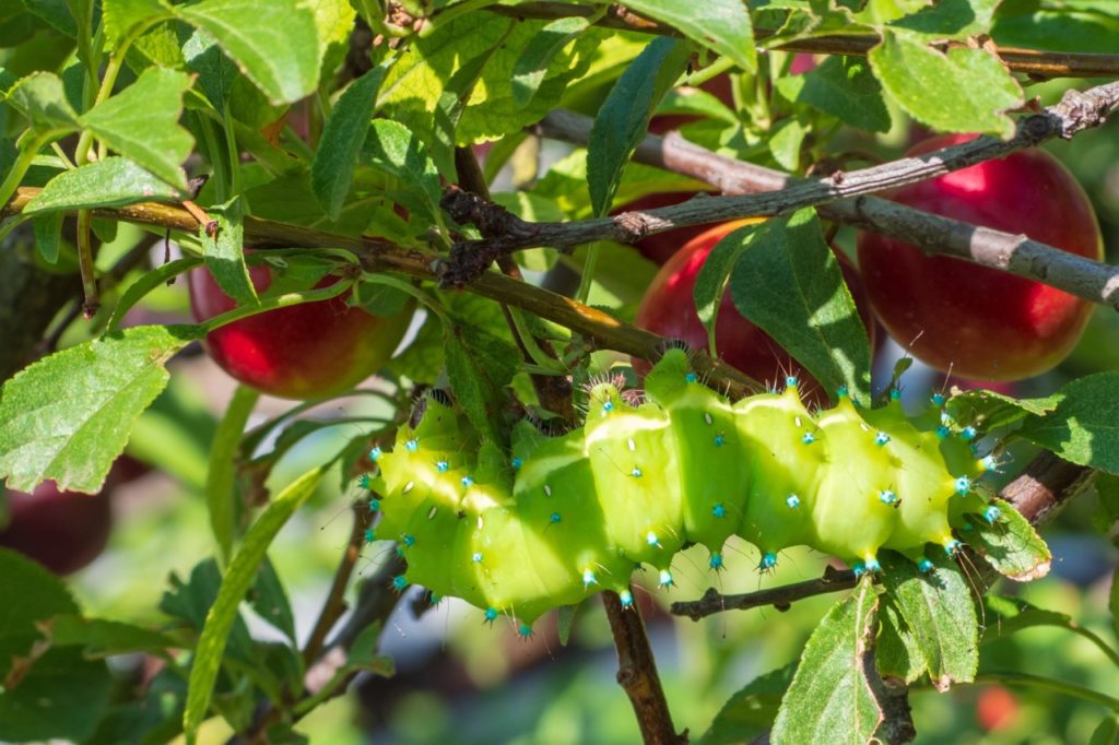 red fruits from a plum tree with a large green caterpillar
