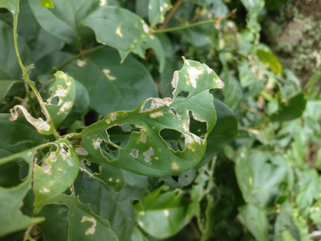 leaves from a jasmine shrub with holes that have been caused by pest damage