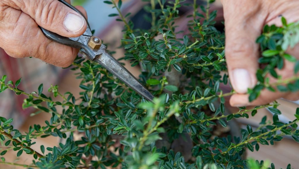 gardening scissors being used to take a cutting from a cotoneaster with dark green leaves