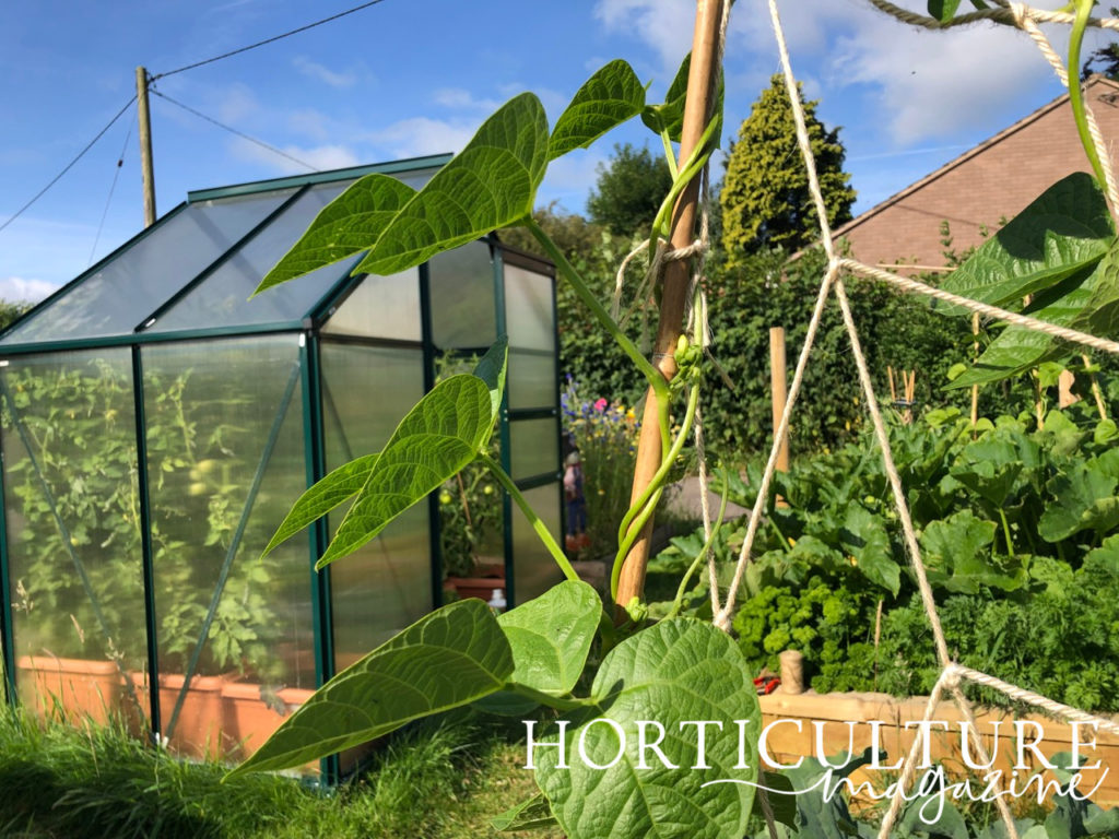 a bamboo support with string supporting a French bean plant as it grows outside in a vegetable garden