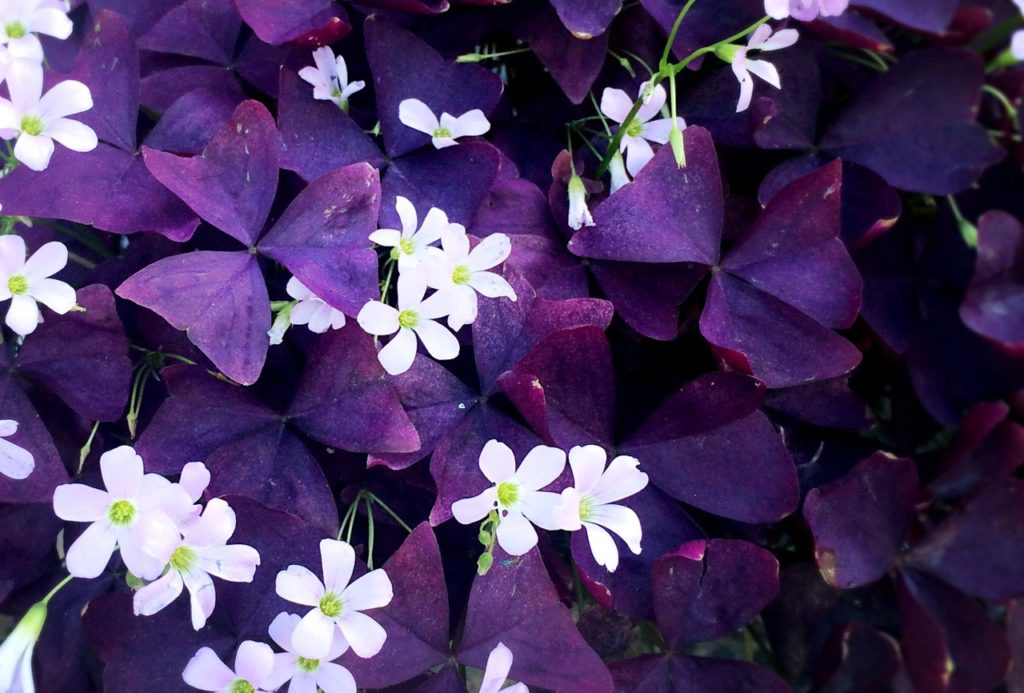 purple triangular leaves and light pink flowers from a purpleleaf false shamrock plant