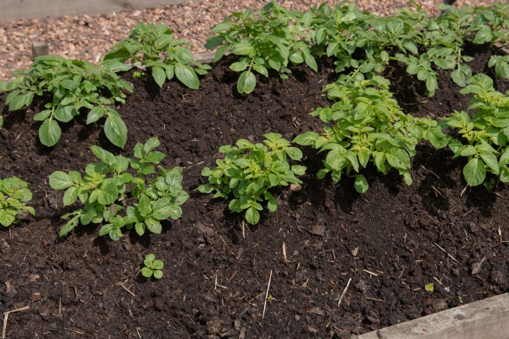 green-leaved potato plants that have been earthed up and are mounded with soil growing in a garden bed