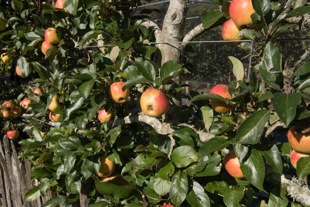 Malus domestica 'rosemary russet' tree that has been trained against horizontal metal wires