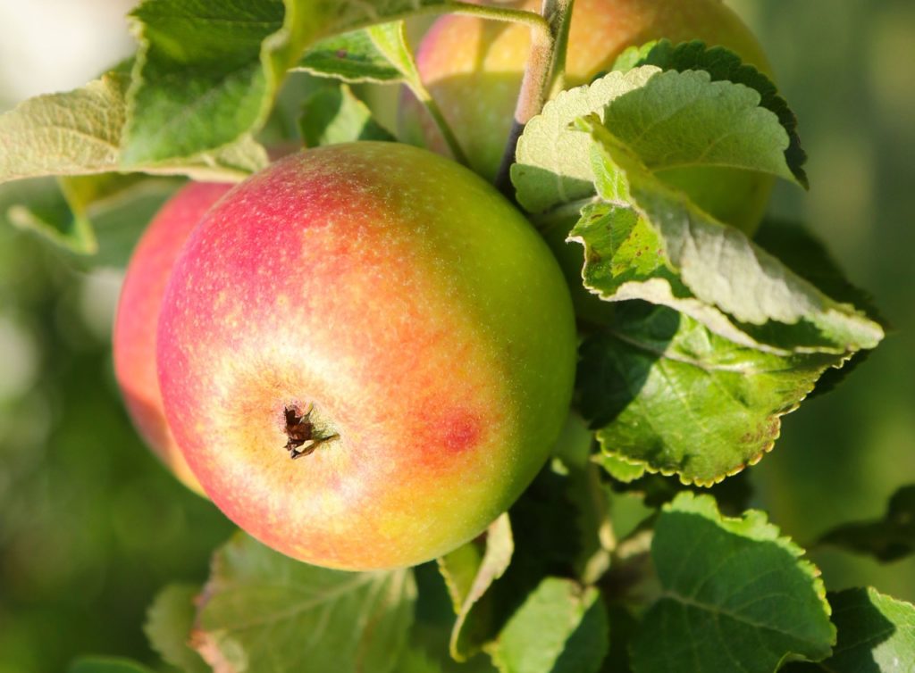 close-up of the green and red apple from a 'red windsor' apple tree
