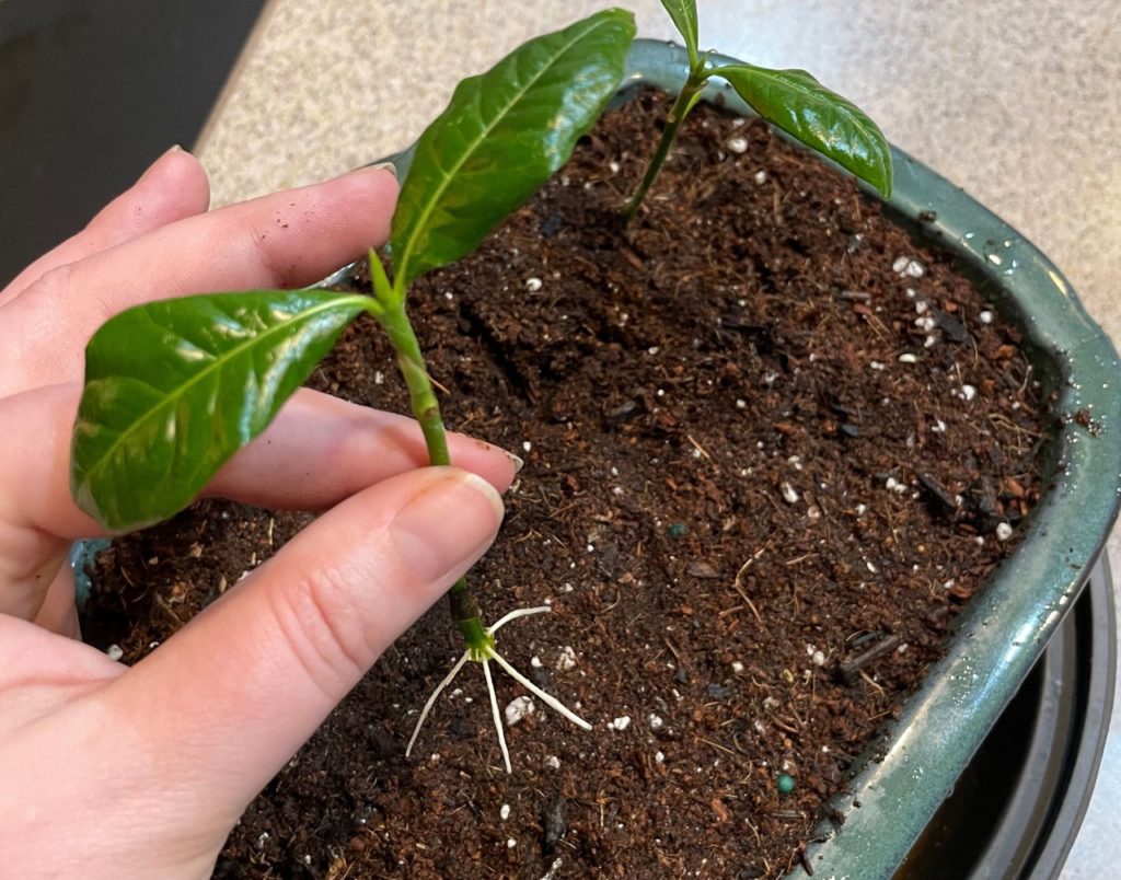 gardener holding a propagated cutting from a jasmine shrub over a small pot filled with compost