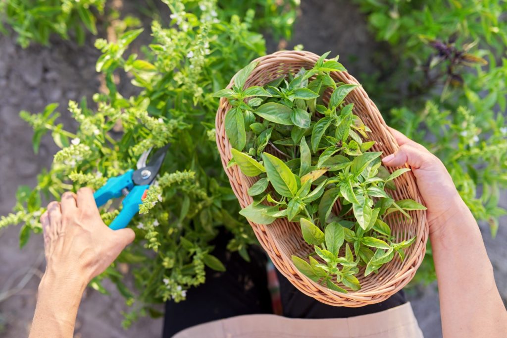 gardener using a pair of secateurs to harvest basil being placed in a wicker basket
