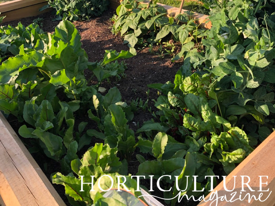a raised garden bed full of leafy vegetables like beetroot growing outside
