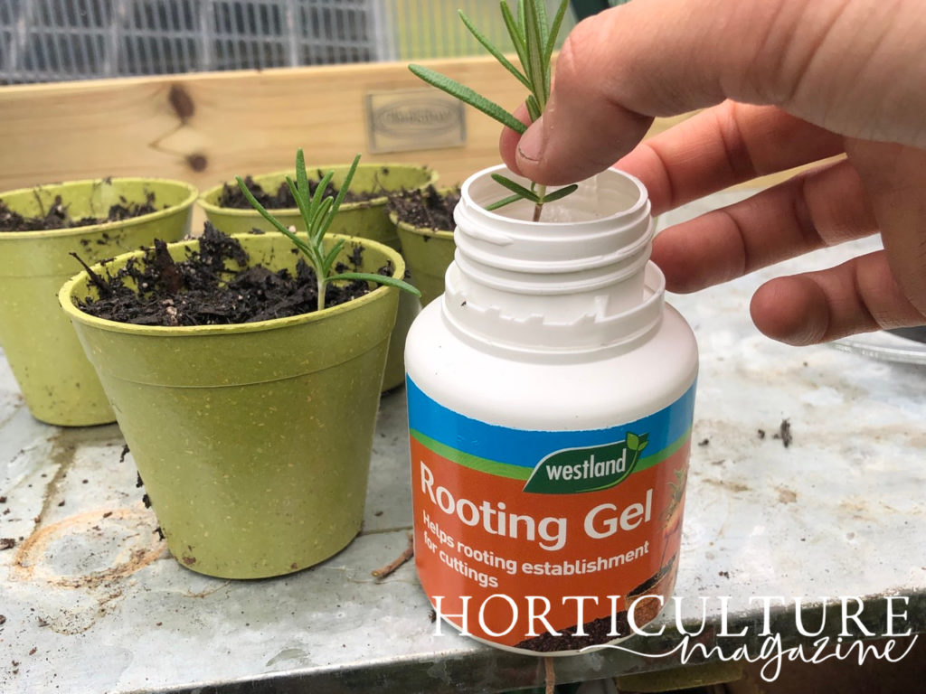 someone dipping a rosemary cutting into a rooting gel next to small pots filled with compost