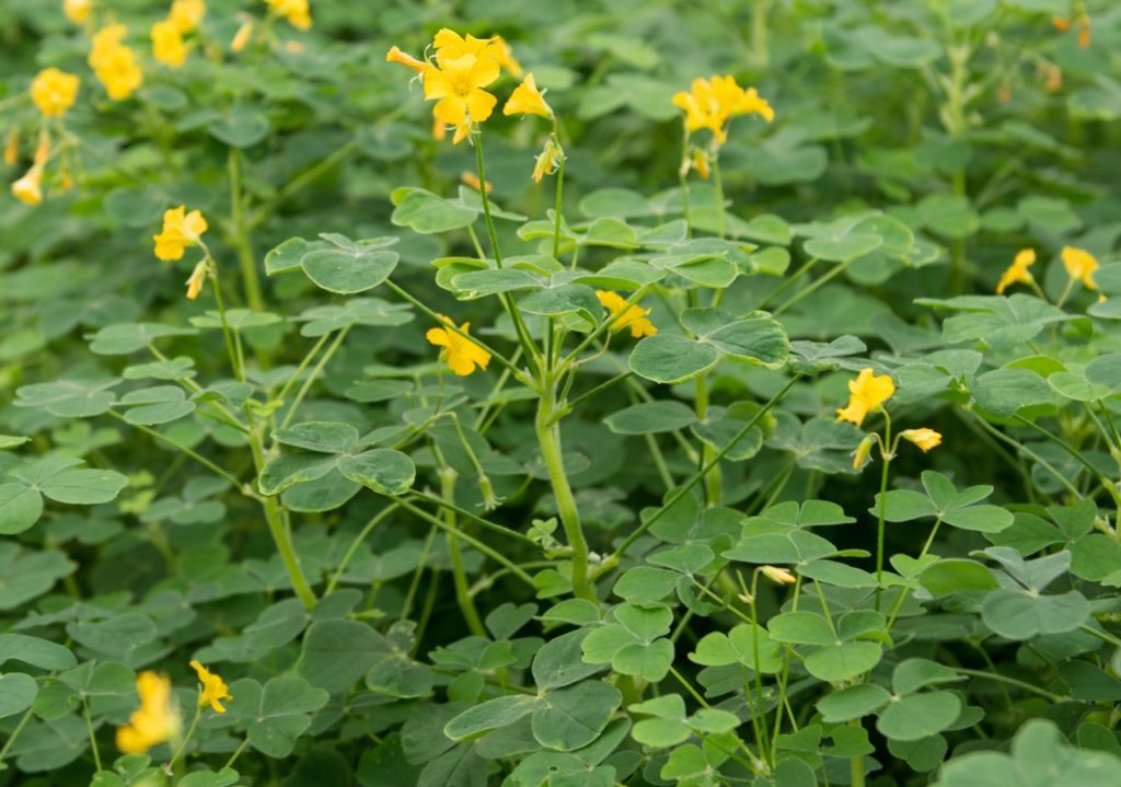 yellow trumpet-shaped flowers with clover-like foliage growing in a field outside