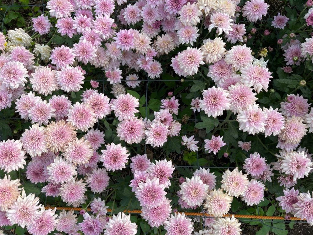 chrysanthemum 'lynn' shrub with lots of pale pink blooms and green leaves growing next to a wire fence