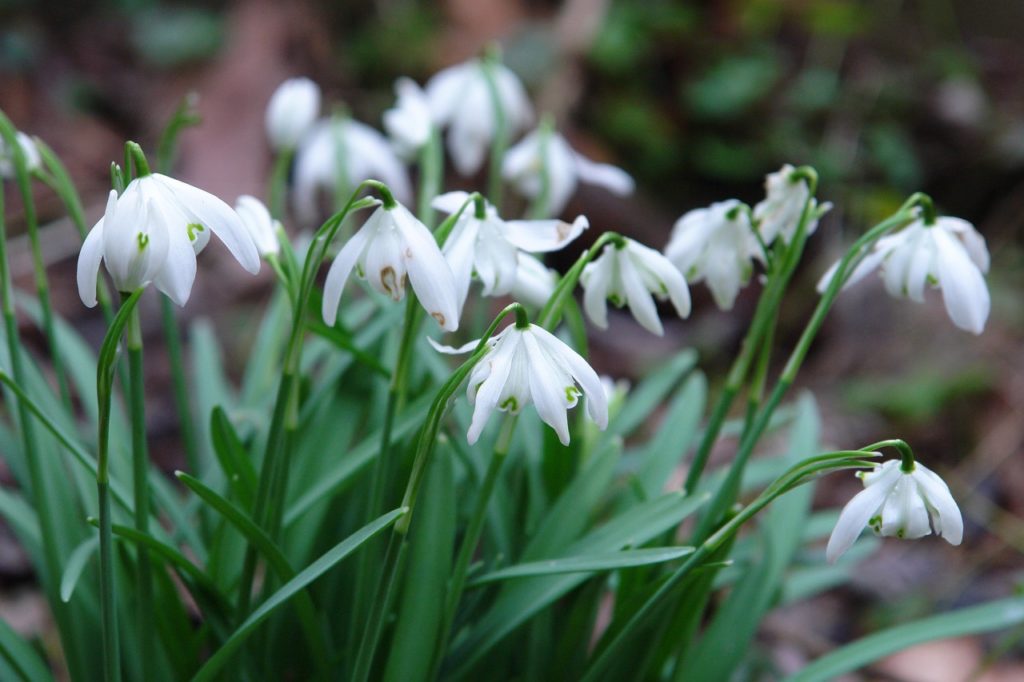 double snowdrops with frilly white petals and arching stems