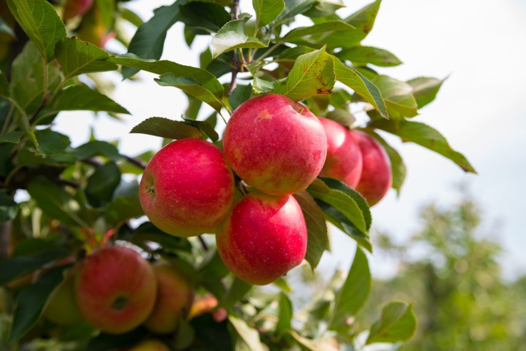 rose red apples growing in clusters from an 'elstar' tree