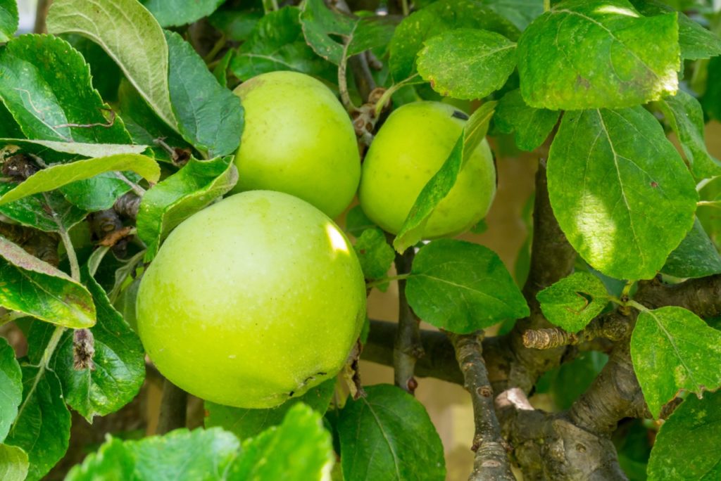 malus domestica 'reverend W. Wilks' tree with large green fruits