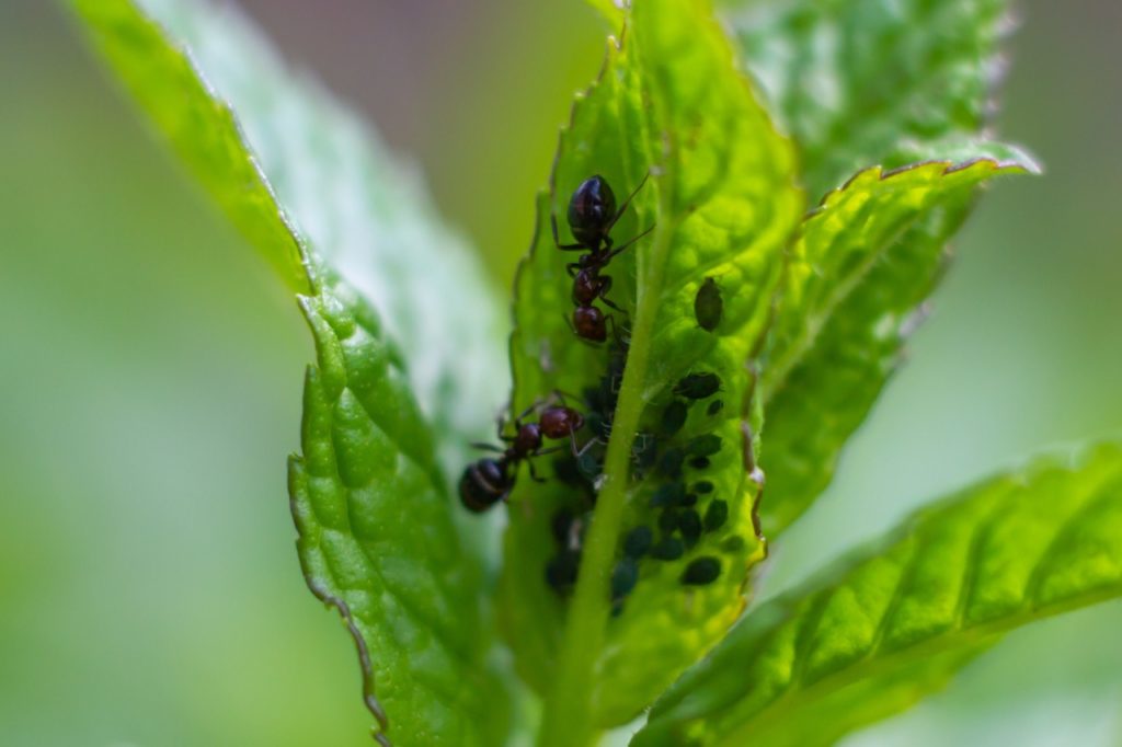 magnified view of ants farming aphids on the green leaves of a mint plant