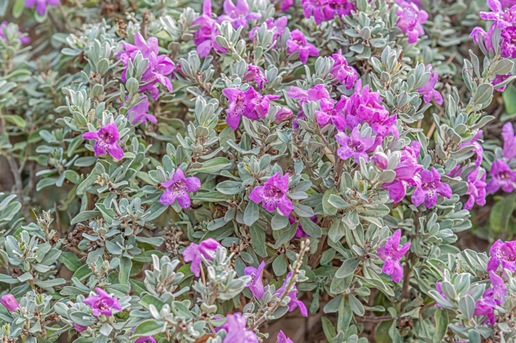 a Leucophyllum frutescens shrub with silvery-green leaves