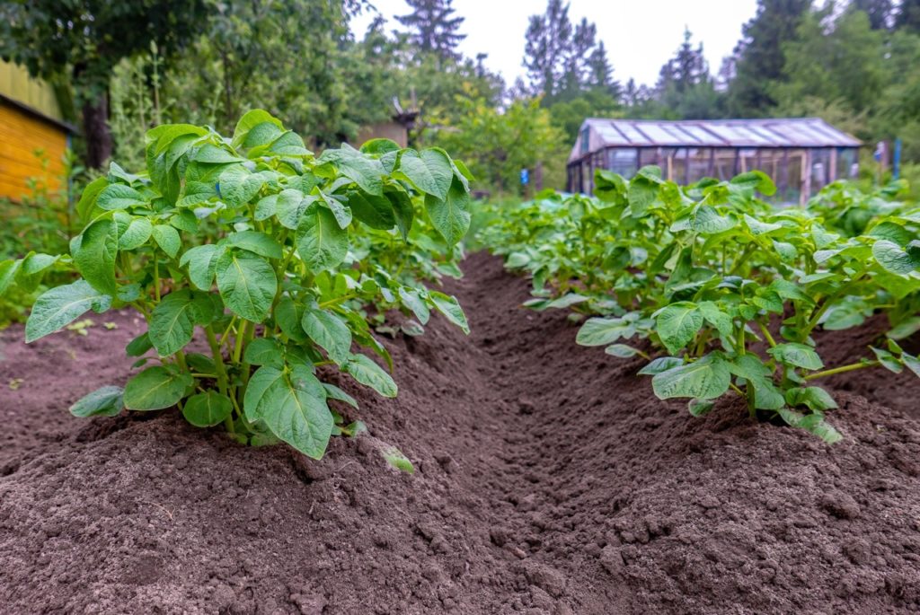 leafy green potato plants growing in rows with a glass greenhouse in the background