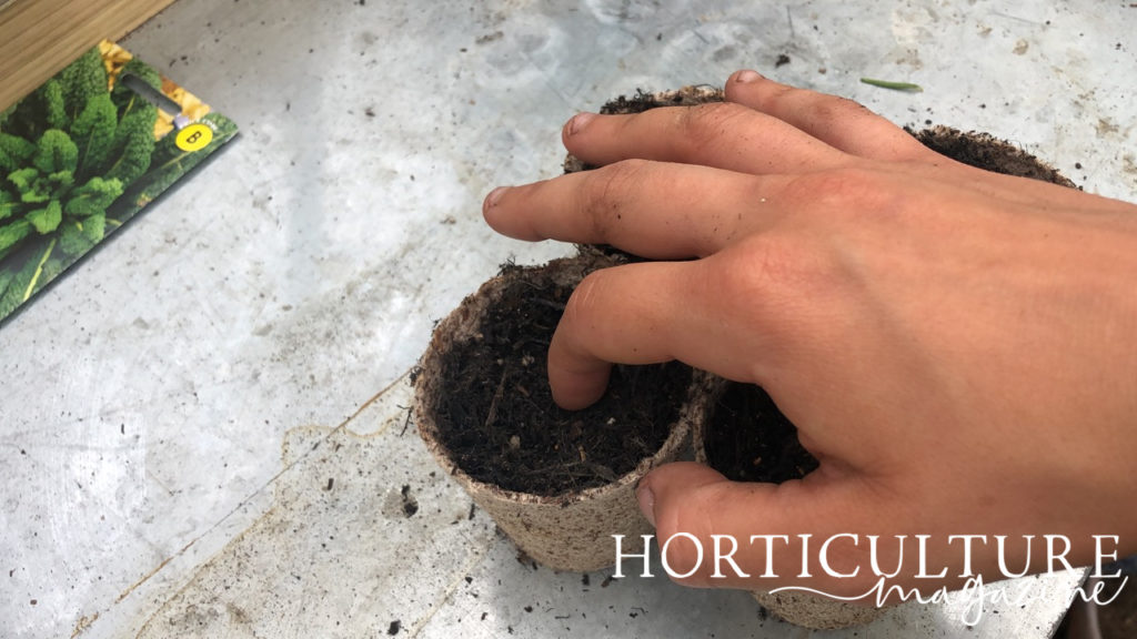 hand pressing pansy seeds into the surface of a soil-filled pot inside a greenhouse