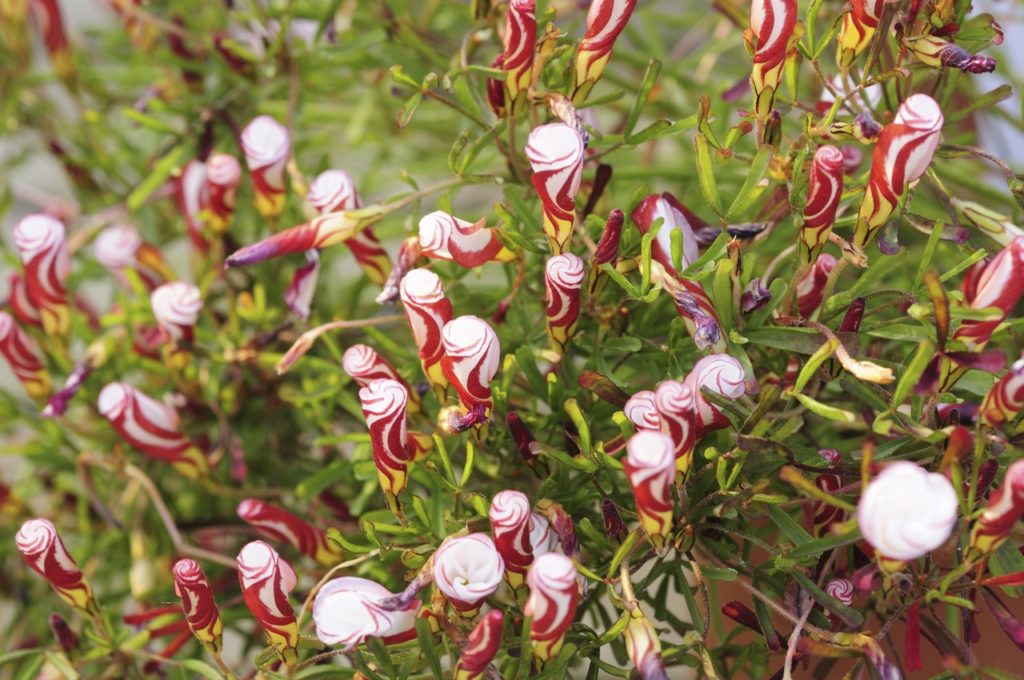 red and white striped flower buds from an oxalis versicolor shrub