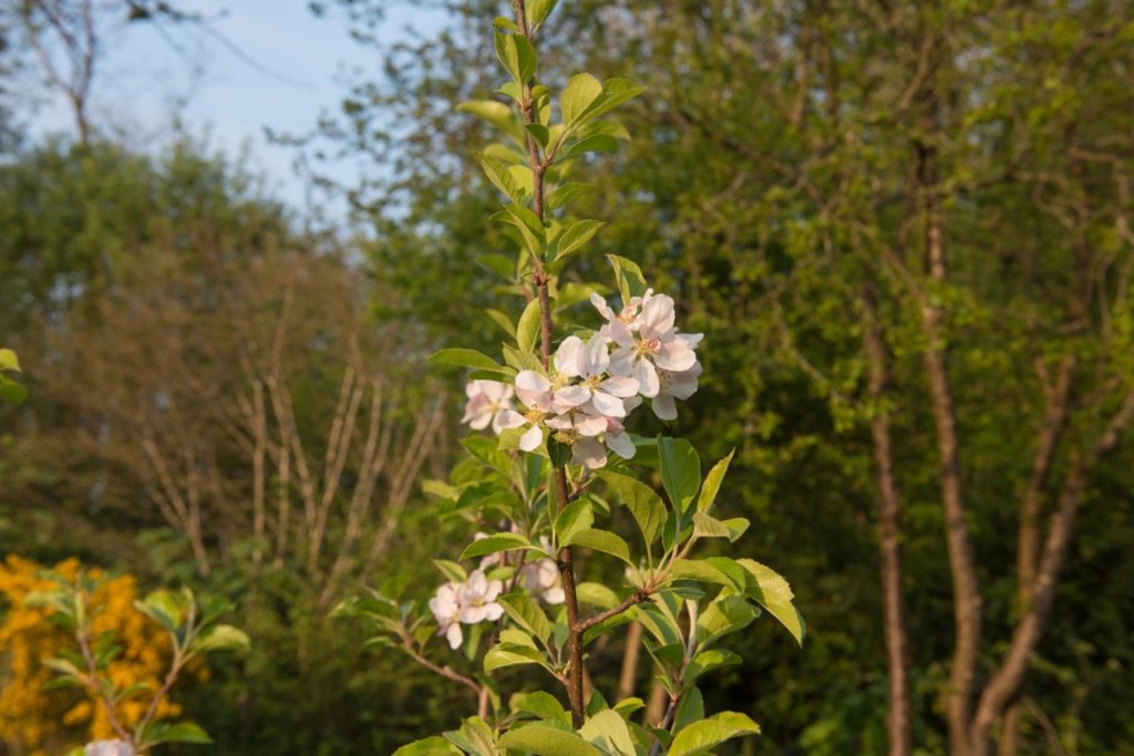 a single branch from a Malus domestica 'greensleeves' tree with ovate green leaves and pale pink blossom