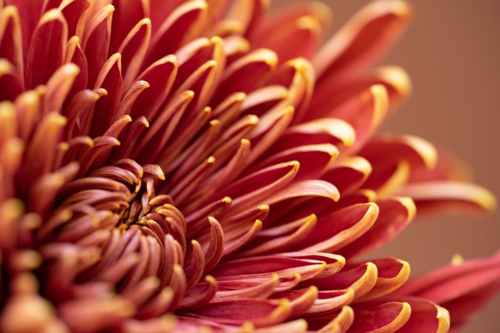 close-up from a chrysanthemum flower with deep red/purple petals that are borne in layers and open outwards to reveal smaller petals on the inside