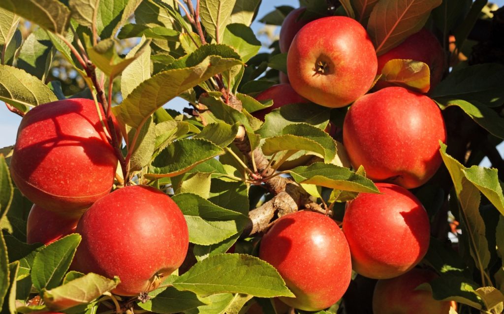 bright red fruits from an apple tree 'scrumptious'