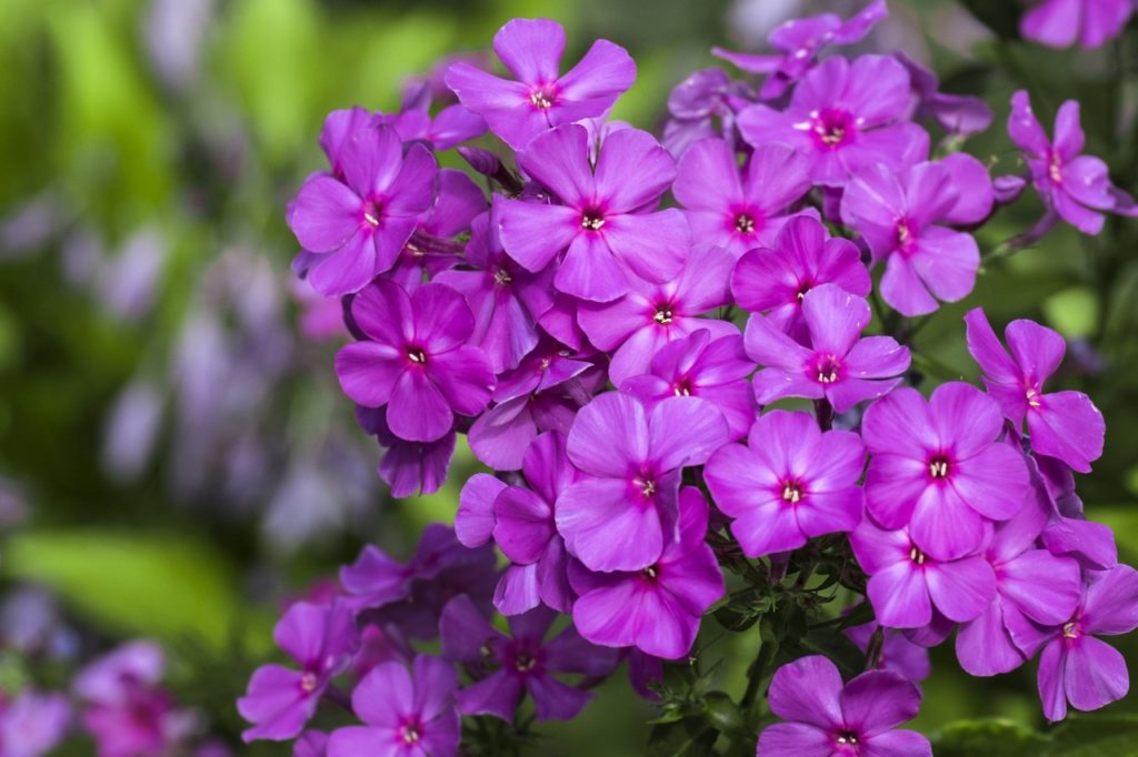 the large purple flowers growing in clusters of the stem of a perennial phlox plant