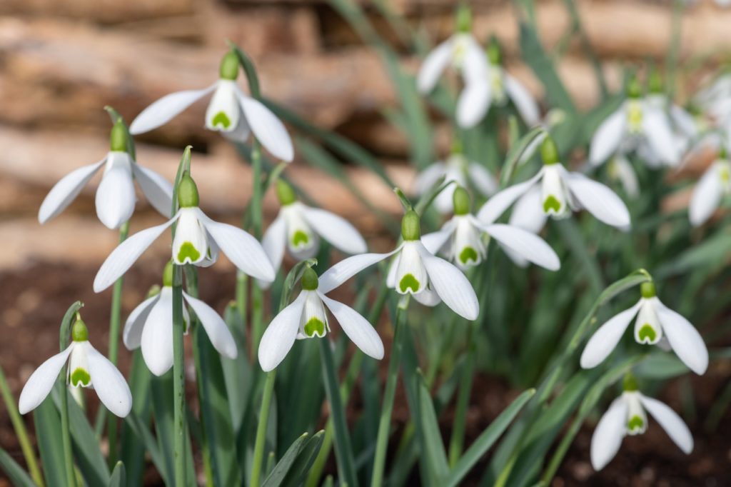 snowdrops with propellor-shaped white flowers with heart-shaped green markings on the inner tepals