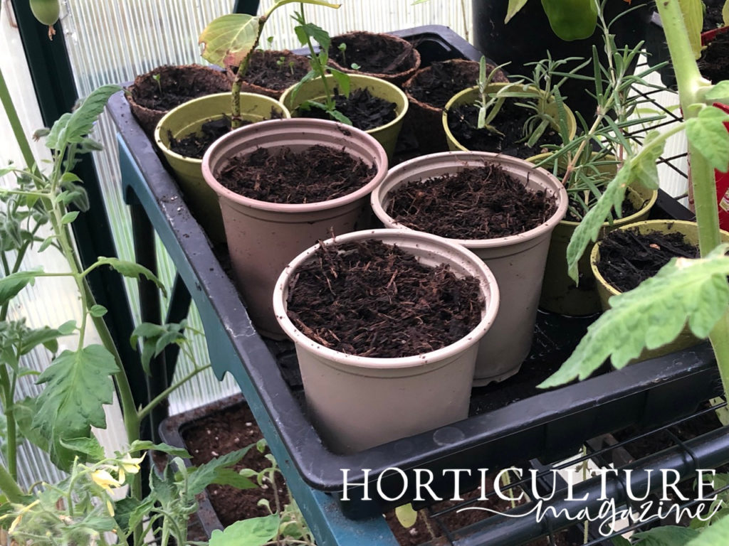 potted pak choi seeds that have not yet germinated sat in a tray inside a greenhouse