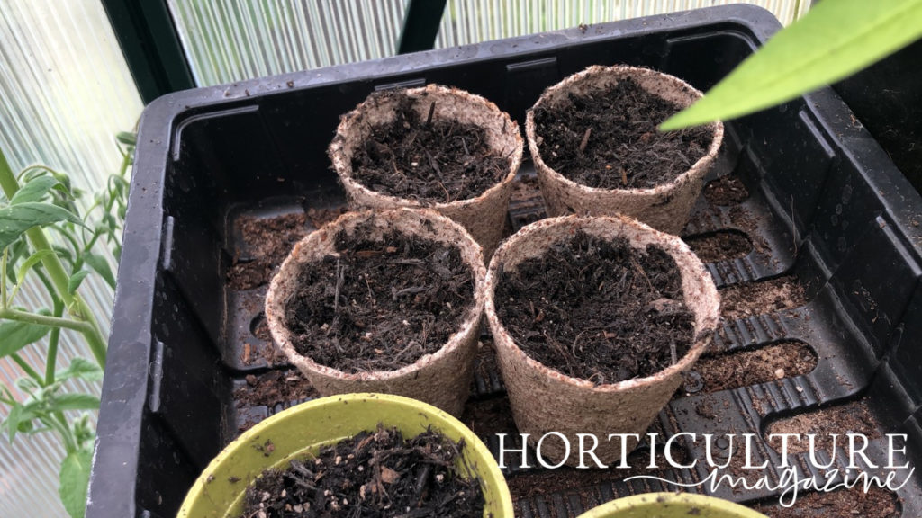 small pots filled with compost in a tray next to each other inside a greenhouse