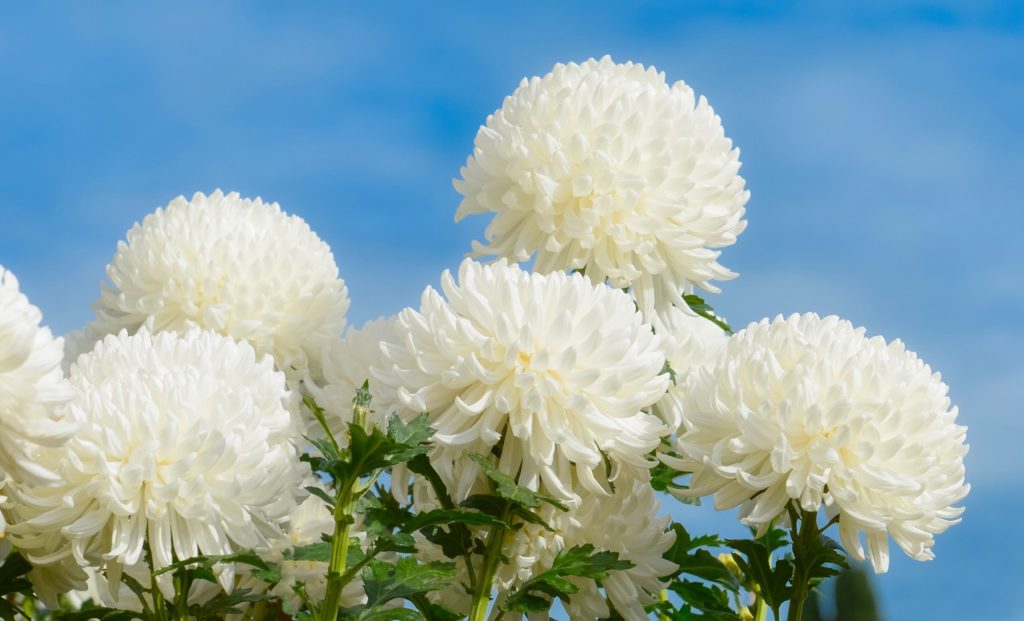 rounded white chrysanthemum blooms growing on tall green stems outside with a blue sky in the background