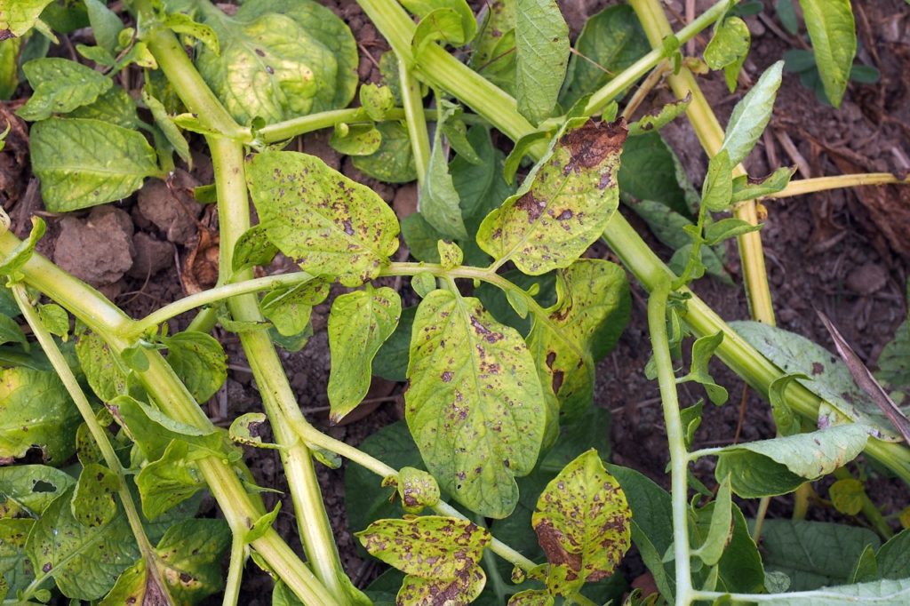 a potato plant that has been affected by blight with its green leaves covered in brown patches