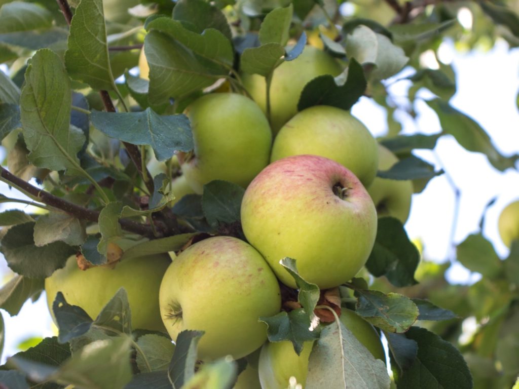 green and red fruits from a 'worcester pearmain' apple tree